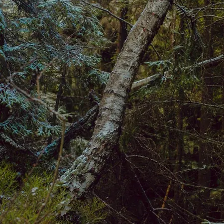 Wataha Pod Basztami - Beta - Caloroczne