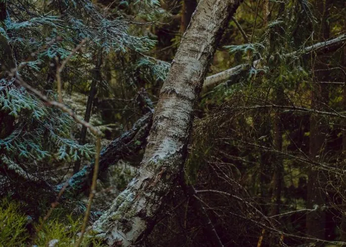 Wataha Pod Basztami - Beta - Caloroczne