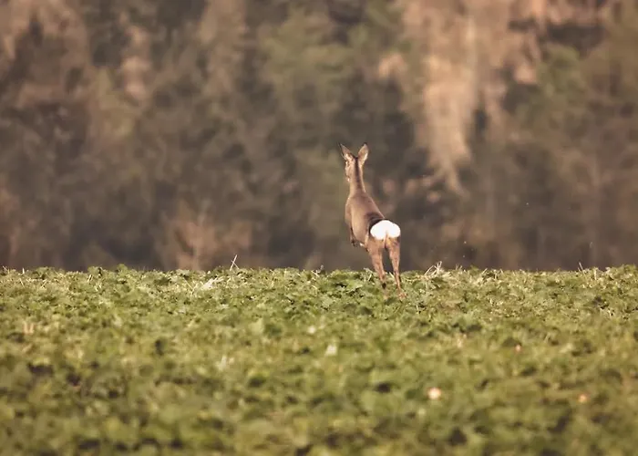 Wataha Pod Basztami - Beta - Caloroczne 라트코프